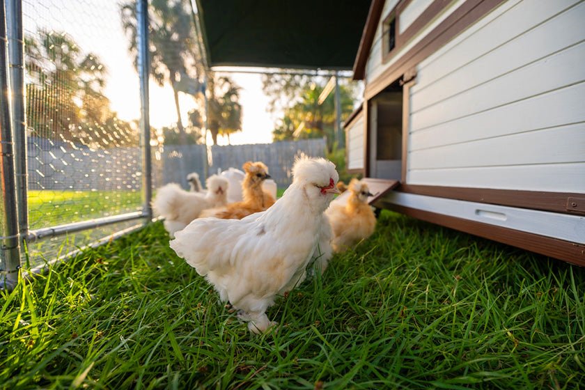 What Should Be Inside A Chicken Coop? 9 Important Features - Bunce Buildings