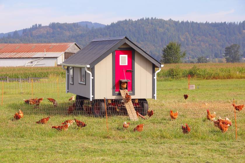 tips-for-buying-a-chicken-coop-in-north-carolina